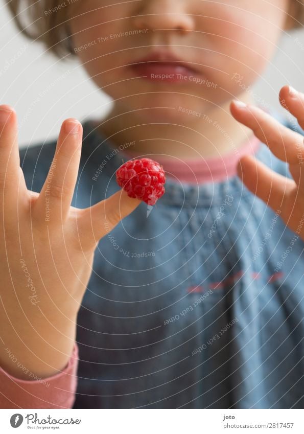 Kind nascht Himbeeren von den Fingern Lebensmittel Frucht Süßwaren Essen Fingerfood Gesunde Ernährung Zufriedenheit Sommer lernen Kindheit Hand 1 Mensch
