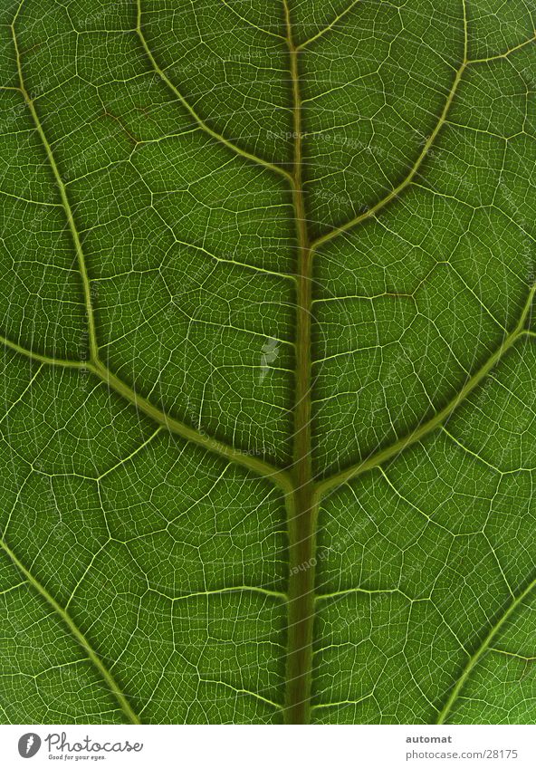 green surface Blatt grün Baum Zoomeffekt Hintergrundbild Natur flach Zimmerpflanze Detailaufnahme Strukturen & Formen tree leaf blattoberfläche Pflanze
