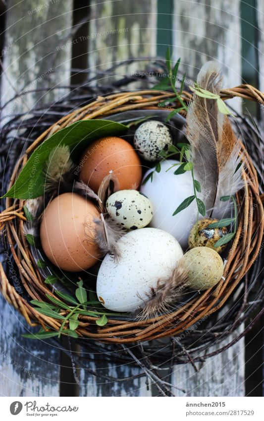 Osternest Ei Feder Feste & Feiern Frühling Pflanze Nest Geborgenheit Schutz Natur Bauernhof Suche Eierschale verstecken Leben grün weiß braun Fund
