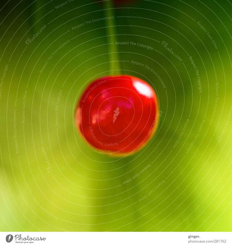 einzigartig. Umwelt Natur Pflanze grün rot einzeln Kirsche Frucht Lebensmittel Vitamin rund Stengel Reflexion & Spiegelung hervorragend Farbfoto Außenaufnahme