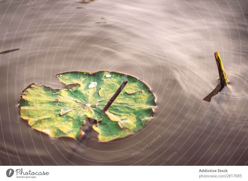 Die Details der riesigen Lotusblätter über Wasser Blatt Lotos Teich Außenaufnahme Nahaufnahme Thailand Überstrahlung natürlich Teller Park tropisch grün geblümt