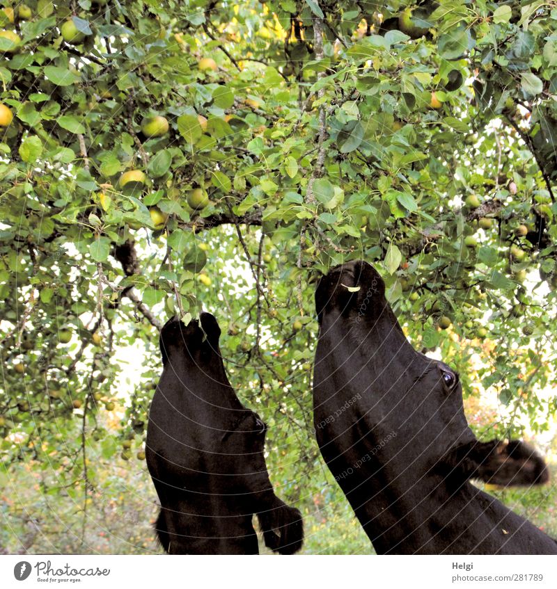 Chamansülz | die süßesten Früchte... Umwelt Natur Pflanze Tier Herbst Baum Blatt Nutzpflanze Apfelbaum Haustier Nutztier Kuh 2 Fressen authentisch
