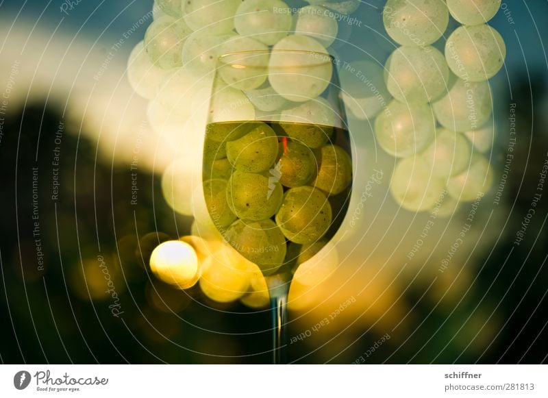 Dionysos' Rausch Lebensmittel Frucht Ernährung Getränk Alkohol Wein Natur Pflanze Sonne Sonnenaufgang Sonnenuntergang Sonnenlicht Schönes Wetter Kitsch gelb