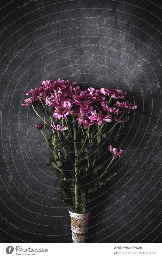 Blumen auf schwarzem Hintergrund. Flache Verlegung, Draufsicht Hintergrundbild Liebe Konsistenz Blütenblatt Geschenk Valentinsgruß natürlich geblümt