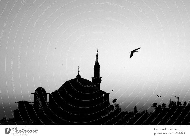Istanbul. Stadt Hauptstadt Hafenstadt Altstadt Sehenswürdigkeit Wahrzeichen ästhetisch Stolz Moschee Gebet Religion & Glaube Minarett Vogel Horizont Himmel