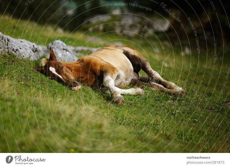 Stressfrei Natur Tier Gras Wiese Alpen Berge u. Gebirge Nutztier Pferd Fohlen Alm Bergwiese 1 Tierjunges Erholung liegen schlafen ästhetisch einfach