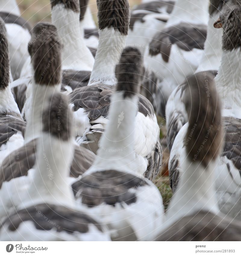 Gänse Umwelt Natur Tier Nutztier Vogel Tiergruppe grau weiß Gans Entenvögel Farbfoto Außenaufnahme Menschenleer Tag Schwache Tiefenschärfe Tierporträt