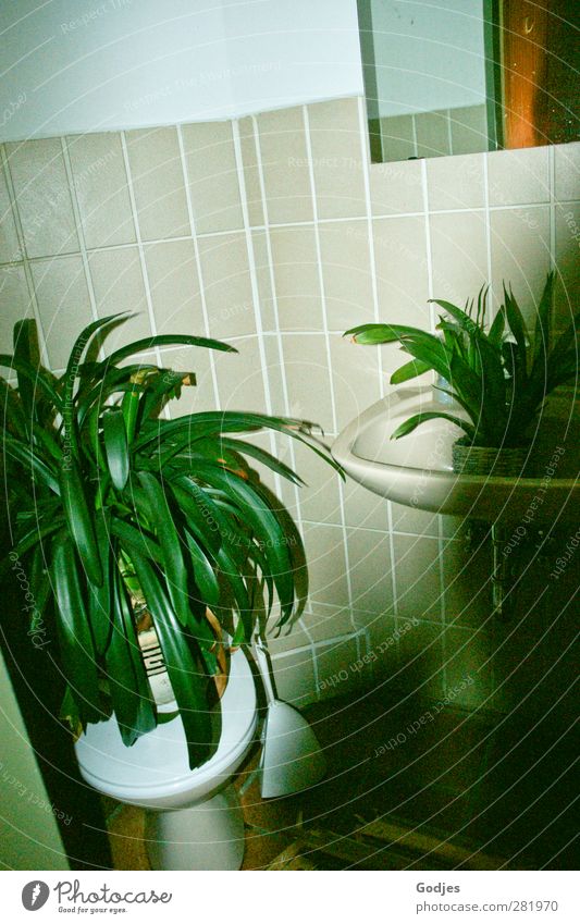 Pflanzen stehend auf Toilette und im Waschbecken vor einer gekachelten Wand Häusliches Leben Wohnung einrichten Bad Natur Grünpflanze Topfpflanze Glas
