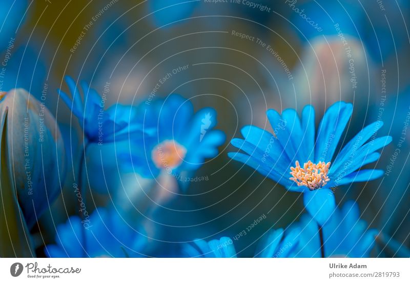 Blaue Blumen Wellness Leben harmonisch Zufriedenheit Erholung ruhig Meditation Dekoration & Verzierung Tapete Bild Muttertag Ostern Natur Pflanze Frühling Blüte
