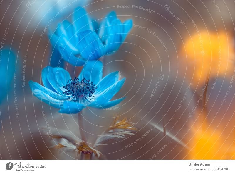 Blaue Anemonen - Blumen und Natur Design Wellness harmonisch Meditation Spa Dekoration & Verzierung Tapete Bild Postkarte Muttertag Ostern Hochzeit Geburtstag
