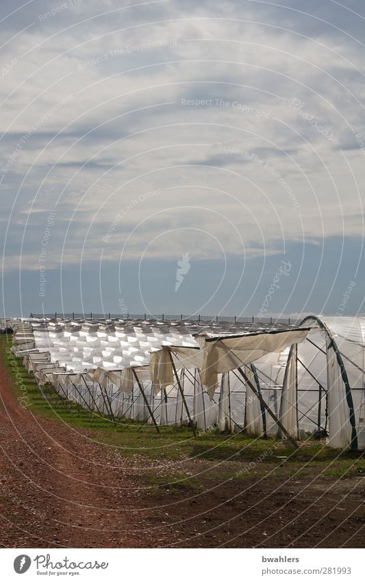 unter Folie Natur Landschaft Wolken Sonnenlicht Sommer Schönes Wetter Nutzpflanze Hügel Wachstum hell Wärme weiß Gewächshaus Folienbeet Feld Gärtnerei anbauen