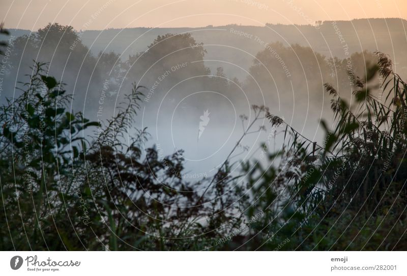 Nebelsee Umwelt Natur Landschaft Pflanze Herbst Sträucher kalt natürlich Nebelmeer Farbfoto Außenaufnahme Menschenleer Morgen Morgendämmerung