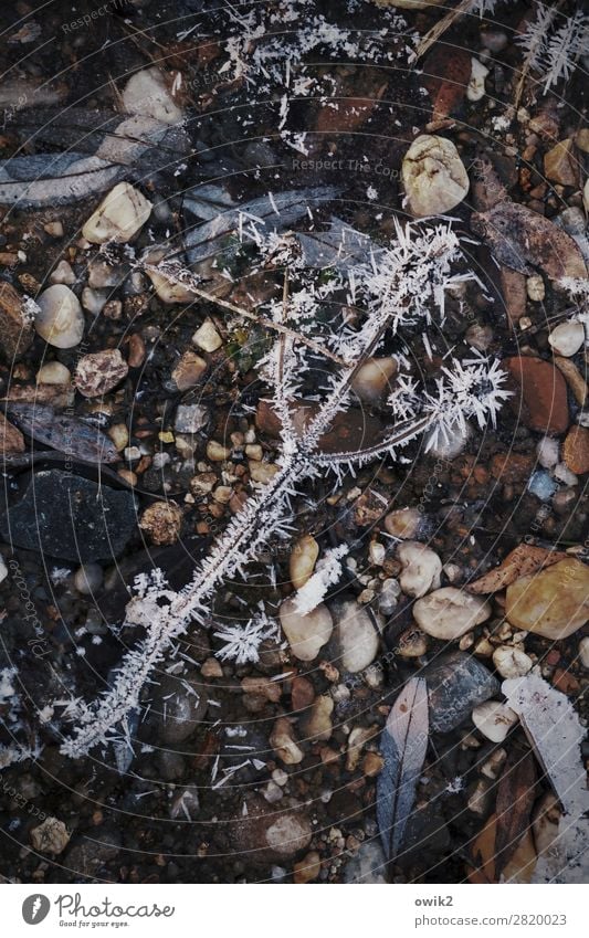 Weltverloren Umwelt Natur Pflanze Winter Eis Frost Sträucher Zweig Seeufer Stein frieren liegen dunkel kalt Spitze unten trösten ruhig Traurigkeit Sorge Trauer