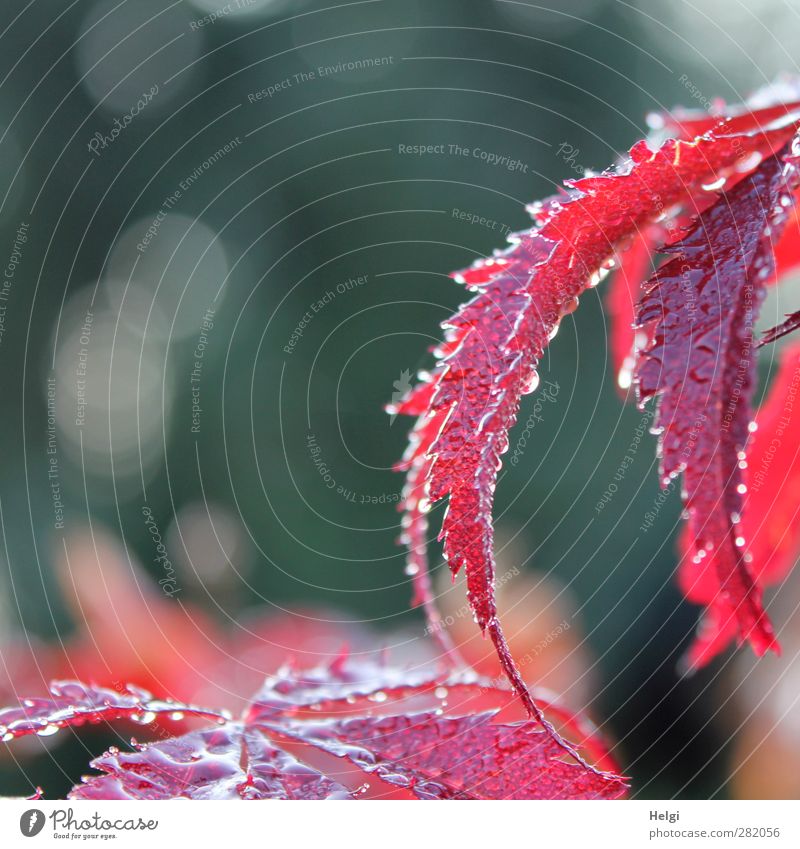 Tränen der Natur... Pflanze Herbst Regen Blatt Ahorn Ahornblatt Garten Tropfen glänzend leuchten Wachstum ästhetisch schön nass natürlich grau rot weiß Gefühle
