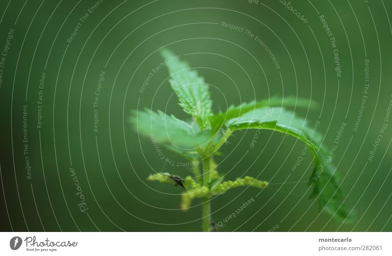 greenshot Umwelt Natur Pflanze Gras Sträucher Blatt Grünpflanze Wildpflanze Brennnessel dünn authentisch einfach frisch Gesundheit einzigartig natürlich Spitze