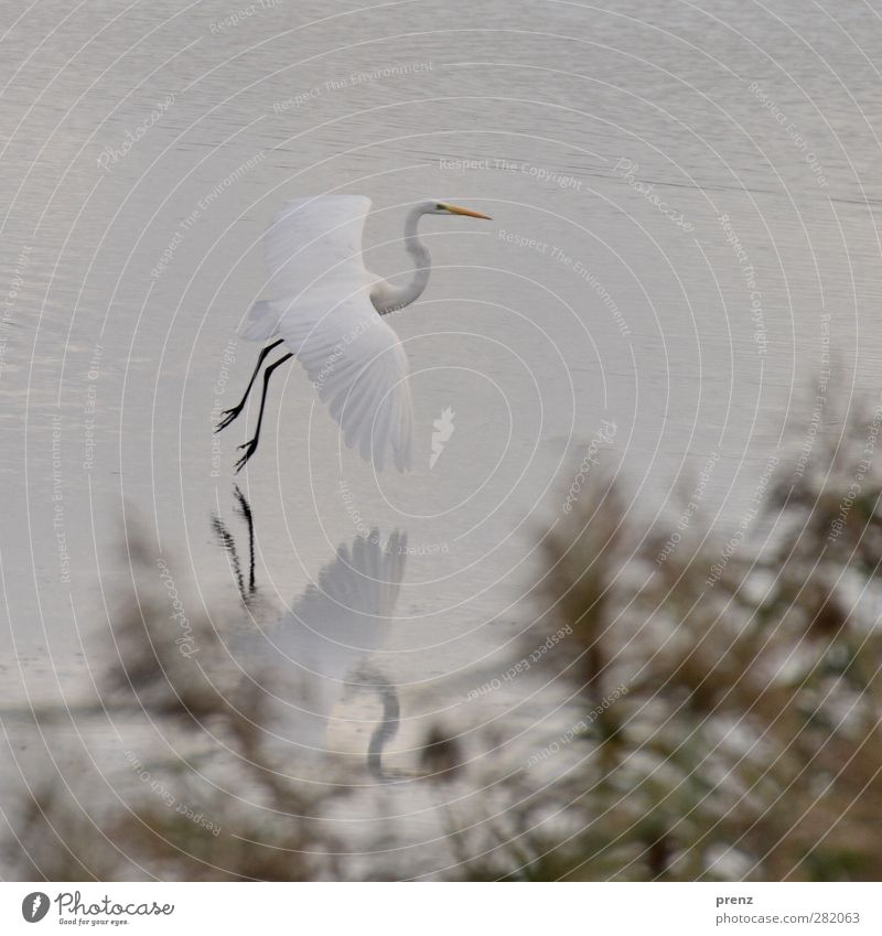 Silberreiher Umwelt Natur Tier Wildtier Vogel Flügel 1 grau weiß Schweben fliegend Reflexion & Spiegelung See Farbfoto Außenaufnahme Menschenleer