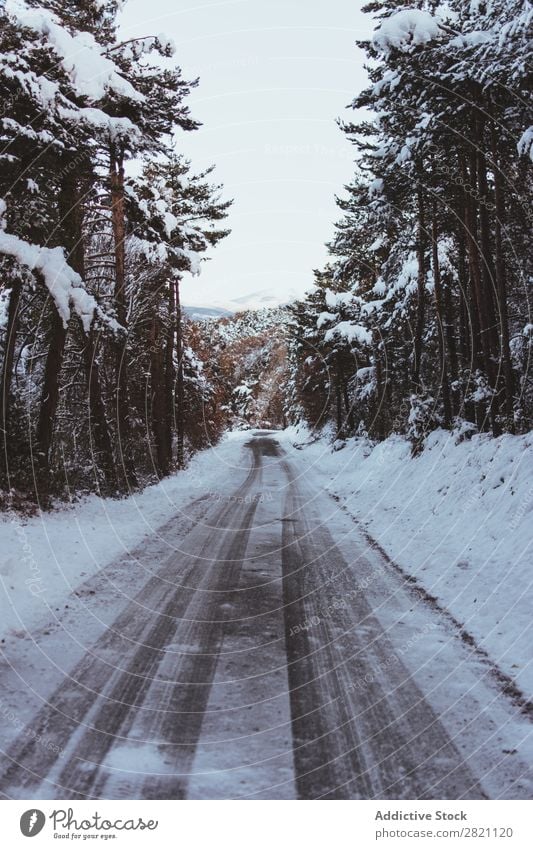 Straße im Wald im Schnee Winter kalt Asphalt Landschaft weiß Natur Jahreszeiten Eis Frost Laufwerk Ferien & Urlaub & Reisen gefroren Wetter Länder ländlich