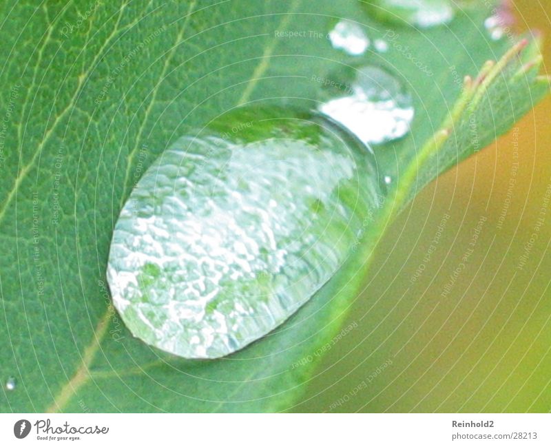 Wasser Blatt grün Garten Seil Wassertropfen