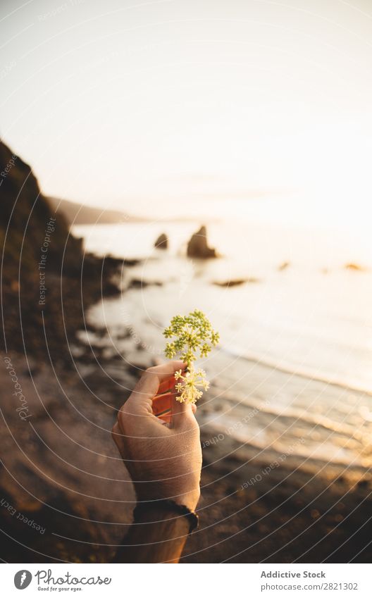 Hand Haltende Blume Am Meer Ein Lizenzfreies Stock Foto Von Photocase