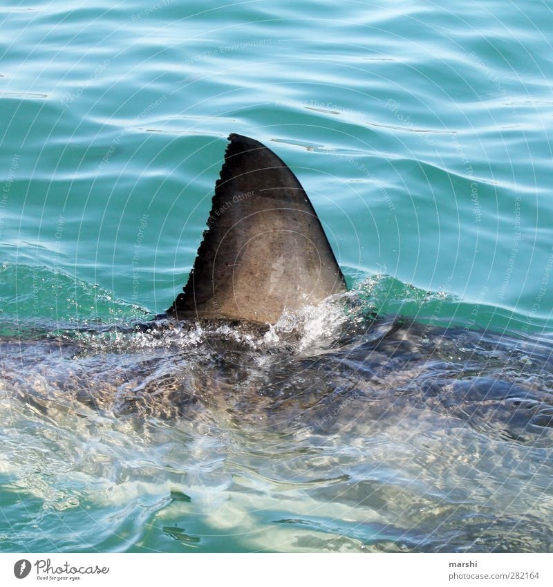 AS# too close Haifisch - ein lizenzfreies Stock Foto von Photocase
