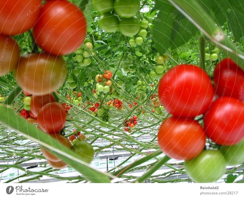 Tomate rot lecker Rheinisch-Westfälisches Elektrizitätswerk AG Gesundheit Erftkreis Deutschland