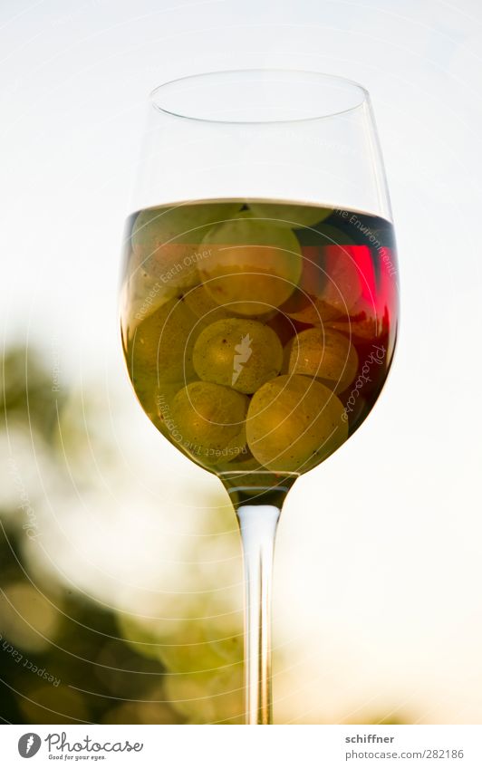 Rot oder weiß? Lebensmittel Frucht Ernährung Getränk Alkohol Wein rot Rotwein Rotweinglas Weißwein Weissweinglas Weintrauben Weinberg Glas Weinglas