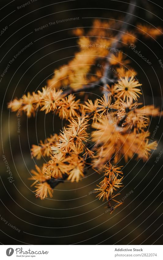 Gelbe Nadeln auf dem Ast Pflanze Nahaufnahme The Needles gelb Orange Natur Garten abstrakt Makroaufnahme natürlich Wachstum Jahreszeiten Blatt geblümt Botanik