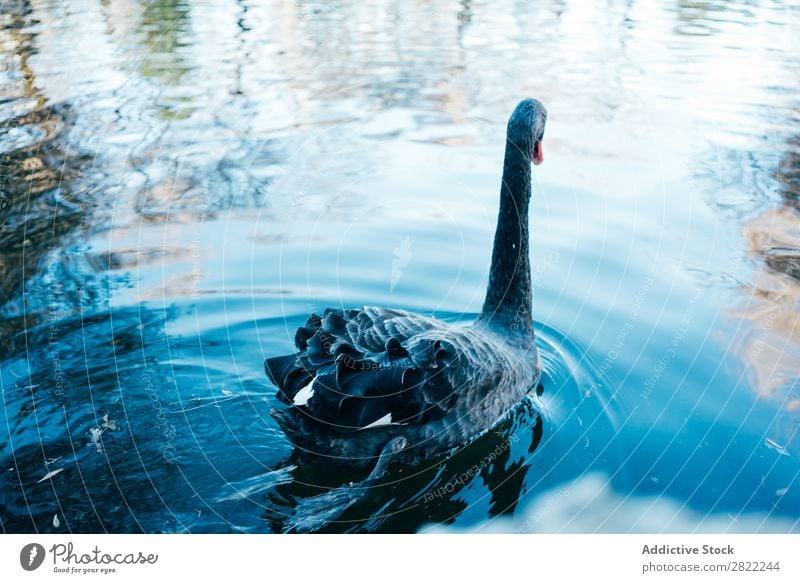 Schwan schwebt im See fliegend Vogel Wasser Tierwelt Natur schwarz ruhig Beautyfotografie Reflexion & Spiegelung wild schön friedlich Teich Anmut blau lieblich