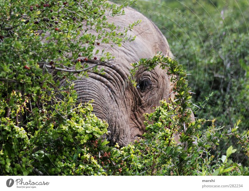 Blickkontakt Landschaft Pflanze Tier Baum Sträucher Wildtier 1 weich grau grün Elefant Elefantenhaut Elefantenauge Safari Südafrika Farbfoto Außenaufnahme