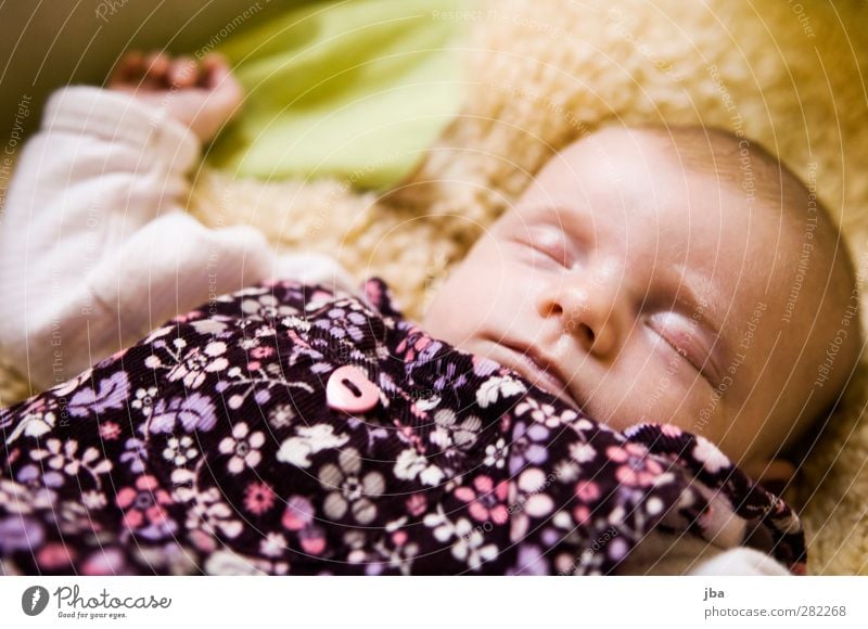 8 Wochen Zufriedenheit Erholung ruhig Bett Babybett Fell feminin Kleinkind Gesicht 1 Mensch 0-12 Monate Body Kleid Herz Blume rosa kurzhaarig liegen schlafen