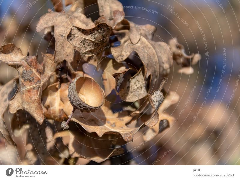 sere oak detail Natur Pflanze Herbst Dürre Blatt trocken braun Hülle Eiche Eicheln vertrocknet ausschnitt Hintergrundbild natürlich wasserfrei zerbrechlich