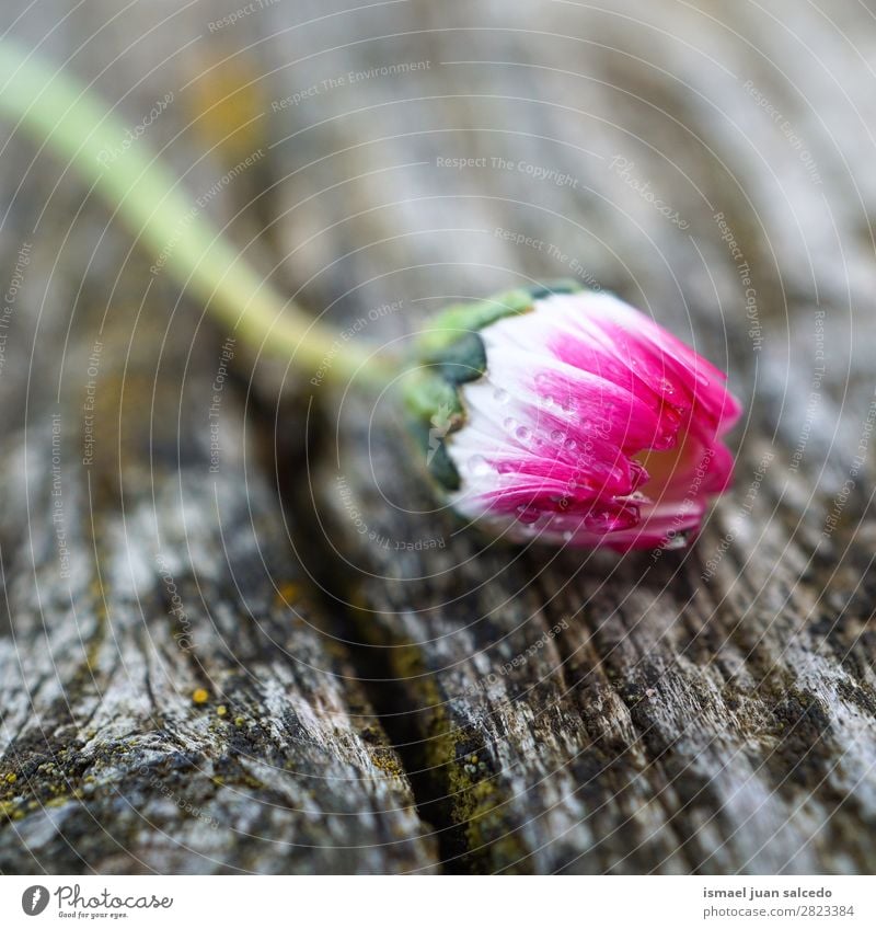 Gänseblümchenpflanze Blume Korbblütengewächs weiß Blütenblatt Pflanze Garten geblümt Natur Dekoration & Verzierung romantisch Beautyfotografie zerbrechlich