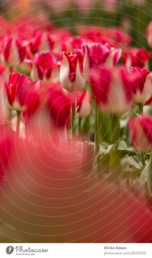 Blumen - Rote Tulpen Design Wellness harmonisch Spa Dekoration & Verzierung Tapete Buchcover Osterkarte Feste & Feiern Muttertag Ostern Natur Pflanze Frühling