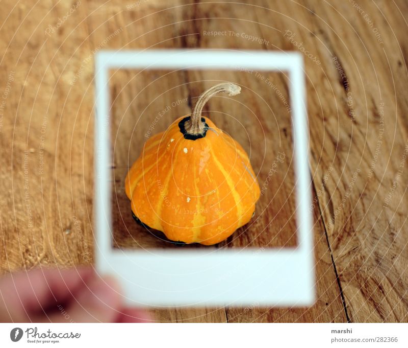 Kürbiszeit II Lebensmittel Gemüse Ernährung Essen orange Kürbisgewächse Polaroid Fahrradrahmen Rahmen Holztisch essbar Halloween Farbfoto Innenaufnahme
