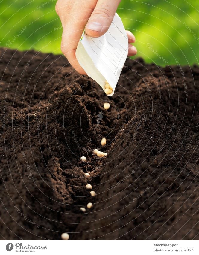 Erbsen Aussaat Zuckererbsen Erde Samen Saatgut fallen Tüte Hand Finger säen Reihe Landwirtschaft Ackerbau Beginn natürlich Gartenarbeit Frühling