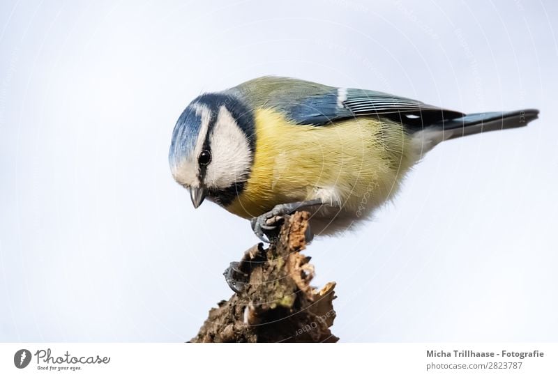 Blaumeise Porträt Natur Tier Himmel Sonnenlicht Schönes Wetter Ast Wildtier Vogel Tiergesicht Flügel Krallen Meisen Schnabel Auge Feder 1 beobachten Fressen