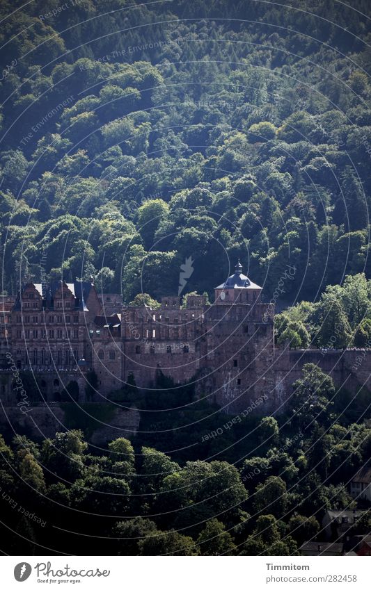 Heidelbergkuchen zum Feiertag Tourismus Umwelt Natur Landschaft Baum Wald Burg oder Schloss Heidelberger Schloss Blick ästhetisch fest braun grün Gefühle