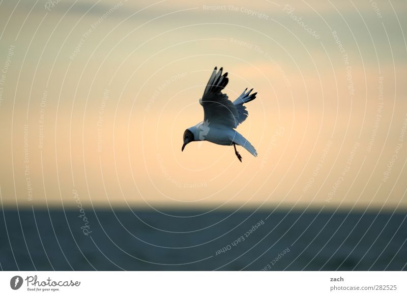 König der Möwen Natur Tier Wasser Himmel Horizont Schönes Wetter Küste Ostsee Vogel Lachmöwe 1 Brunft fliegen Jagd blau Flügel Schnabel Meer Farbfoto
