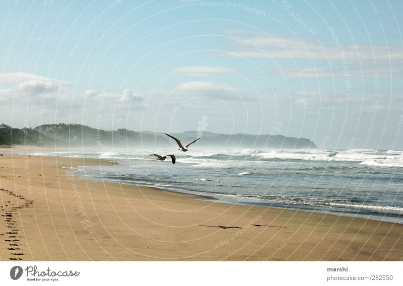 Sehnsucht Natur Landschaft Sand Wasser Himmel Frühling Sommer Wellen Küste Strand Bucht Vogel 2 Tier blau braun Meer Möwe Südafrika Ferne wellig