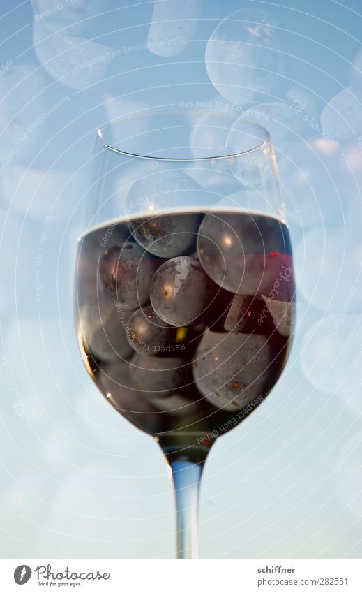 Himmelstropfen Lebensmittel Frucht Ernährung Getränk Alkohol Wein Glas Flüssigkeit blau Spätburgunder Weintrauben Weinberg genießen Weinglas Lebensfreude