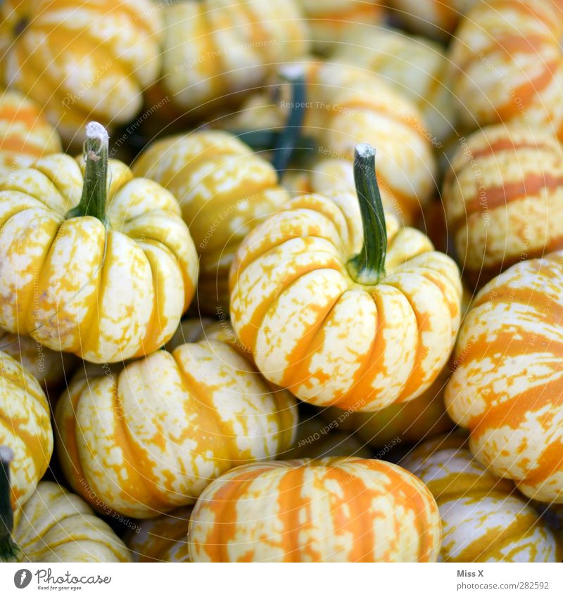 Halloween Lebensmittel Gemüse Bioprodukte Vegetarische Ernährung frisch Gesundheit lecker gelb Kürbis Kürbiszeit Stengel rund orange dick Wochenmarkt