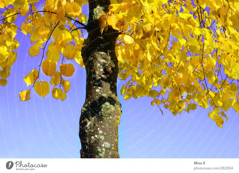 Gelbe Linde Natur Herbst Baum Blatt leuchten gelb Herbstfärbung Herbstlaub Blauer Himmel Baumstamm Lindenblatt Kontrast Farbfoto mehrfarbig Außenaufnahme