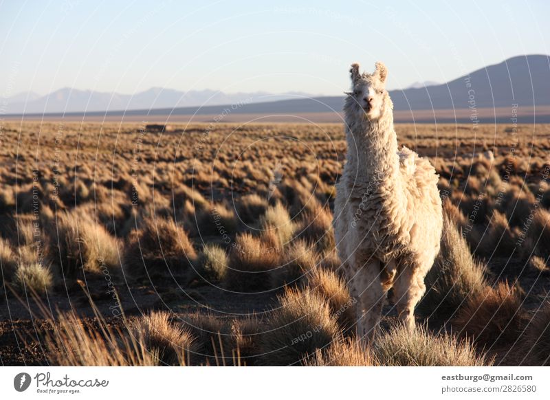 Bolivianisches Lama auf Altiplano Tier Nutztier 1 füttern Textfreiraum Textfreiraum links Alpaka Berge u. Gebirge Landwirtschaft Ackerbau Anden Herbst Bolivien