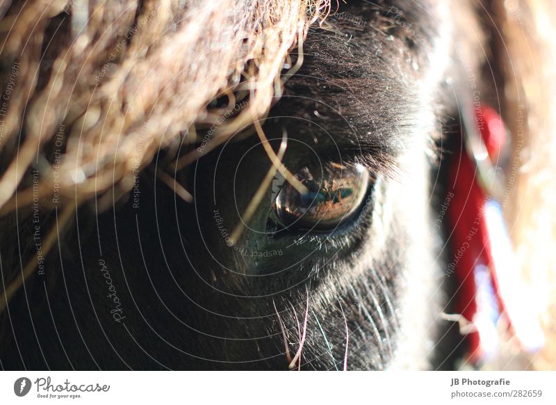 Seelenleben Tier Haustier Nutztier Pferd 1 beobachten Liebe braun rot schwarz Glück Zufriedenheit Lebensfreude Willensstärke Vertrauen Tierliebe Wachsamkeit