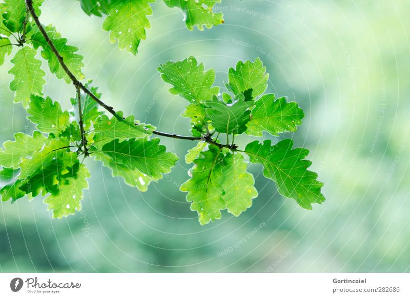 Eiche Umwelt Natur Herbst Pflanze Blatt Wald grün Eichenblatt herbstlich Zweige u. Äste Farbfoto Außenaufnahme Textfreiraum rechts Textfreiraum unten