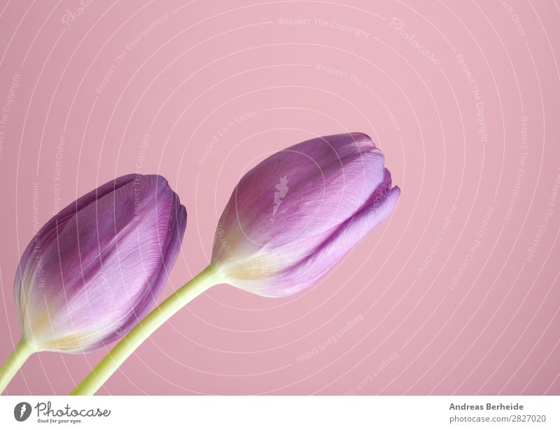 Zwei Tulpen auf pink Valentinstag Muttertag Geburtstag Natur Pflanze Blumenstrauß Blühend Liebe rosa Lebensfreude Frühlingsgefühle Kraft schön two puristic