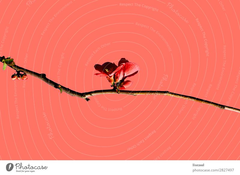 chaenomeles japonica auf korallenrot Lifestyle Glück Leben Sonne Natur Pflanze Urelemente Frühling Klima Wetter Baum Blume Blüte authentisch außergewöhnlich