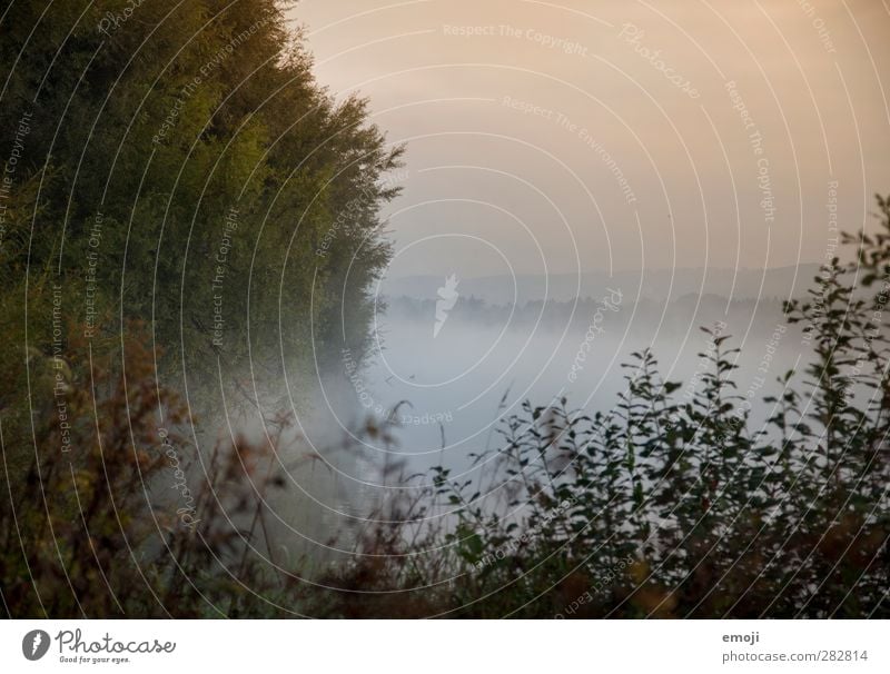 See Umwelt Natur Landschaft Pflanze Herbst Nebel Baum Sträucher Moor Sumpf Teich dunkel gruselig nass mystisch Farbfoto Außenaufnahme Menschenleer Morgen