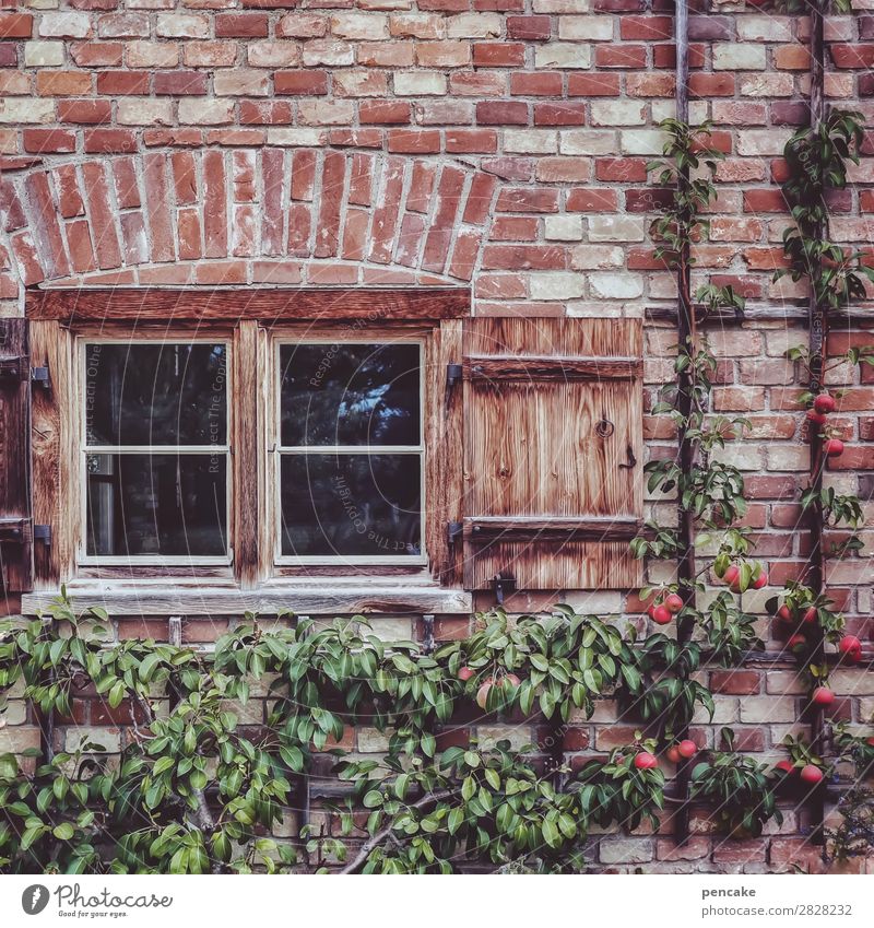 immer an der wand lang Lebensmittel Frucht Apfel Umwelt Natur Sommer Baum Altstadt Haus Mauer Wand Fenster ästhetisch lecker nachhaltig Stadt Spalier