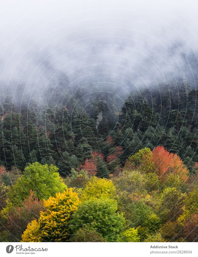 Nebliger Herbstwald Wald Nebel Immergrün Tanne Landschaft Natur Morgen Mysterium Morgendämmerung Umwelt Baum Phantasie dunkel Rüssel hell Blatt Pflanze Kiefer